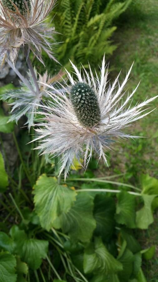 Eryngium alpinum fruit