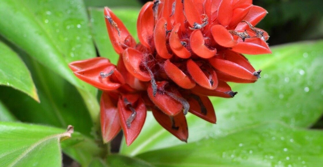 Costus osae flower