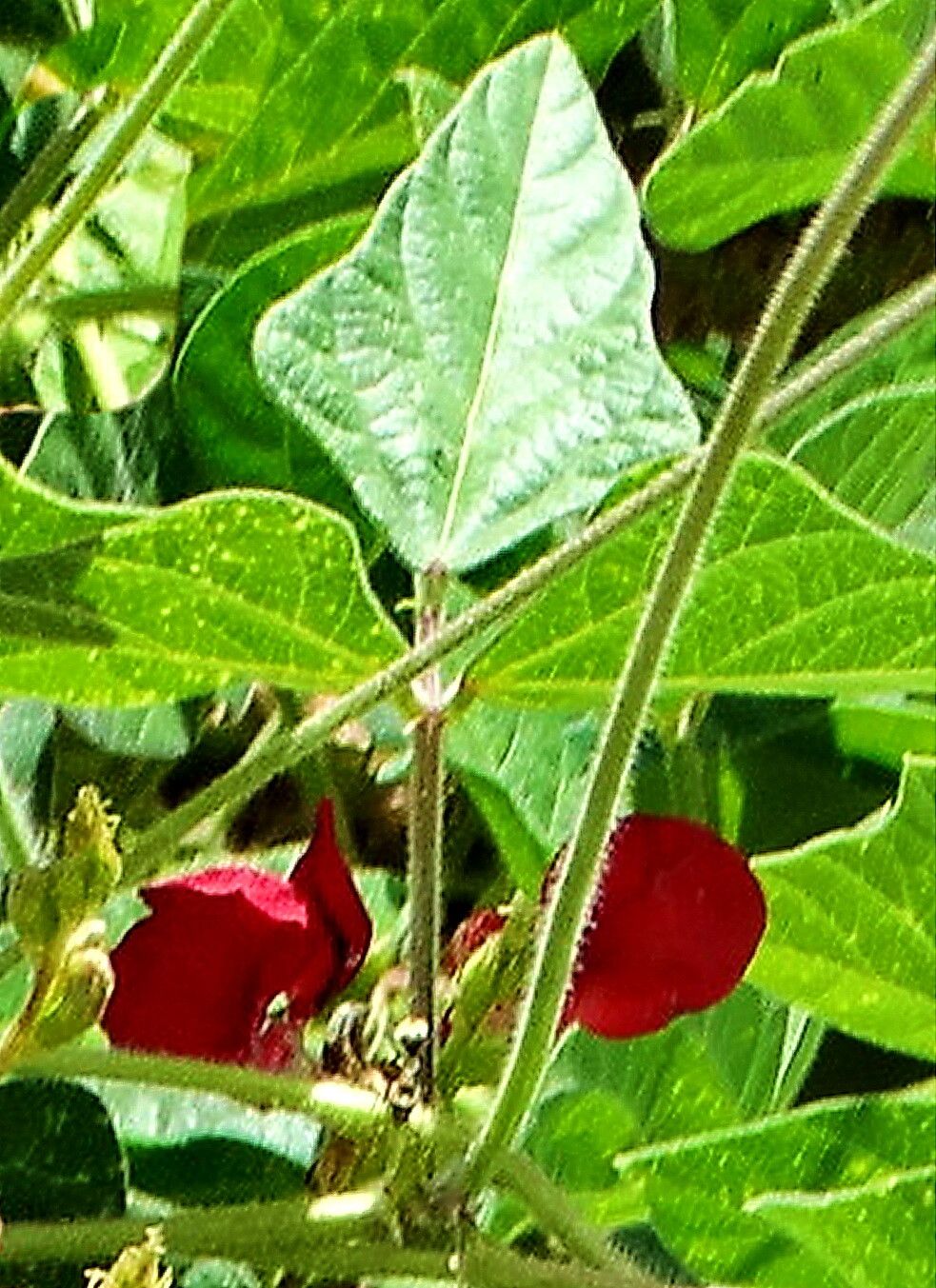 Macroptilium gracile flower