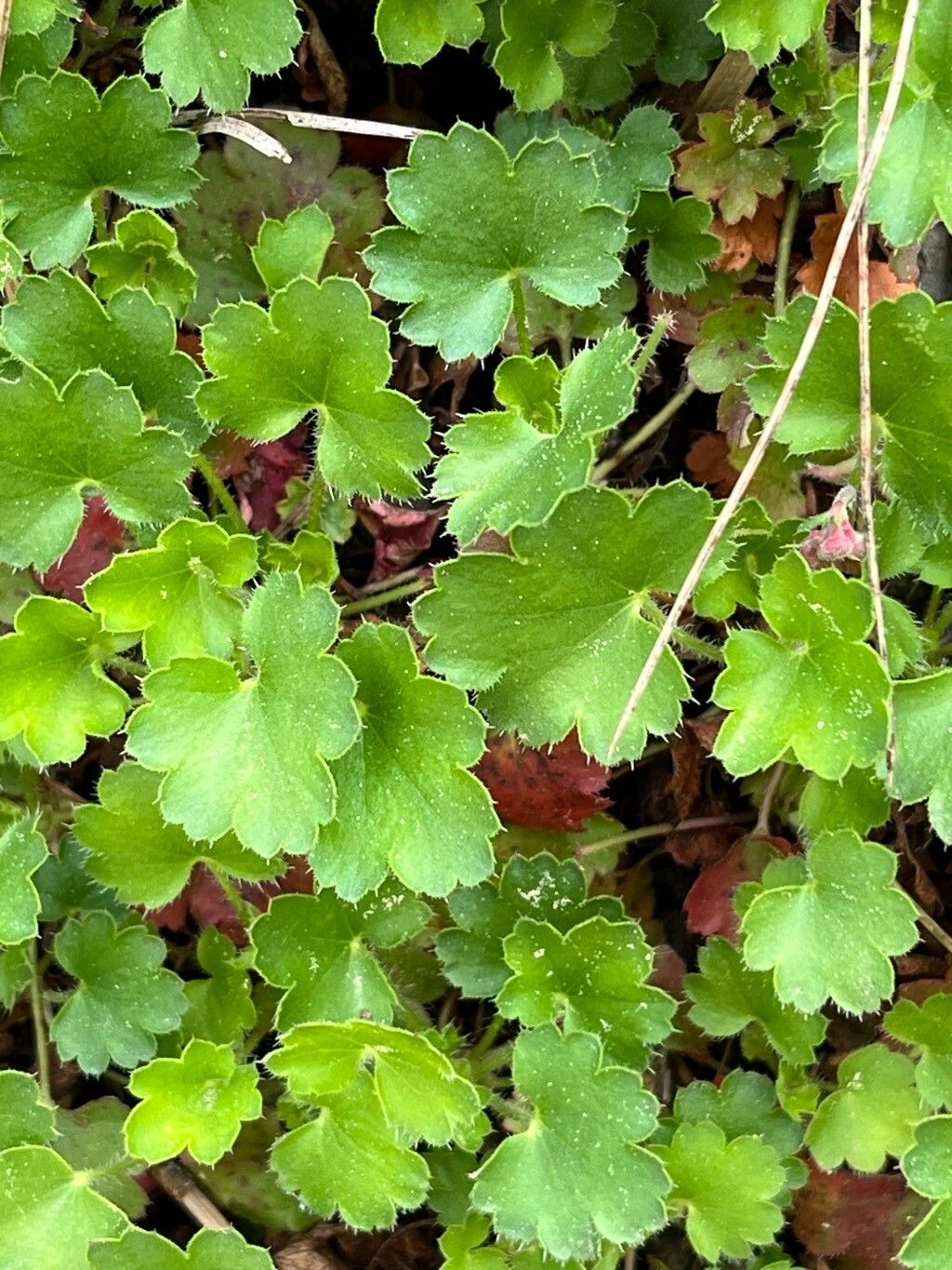 Heuchera abramsii