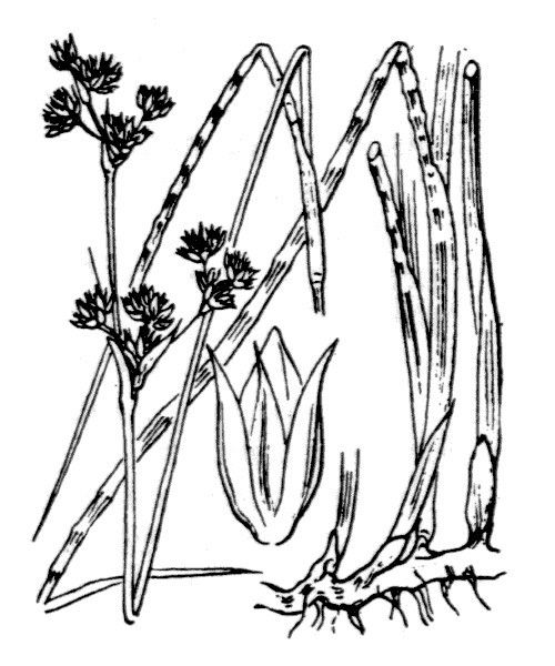 Juncus striatus other