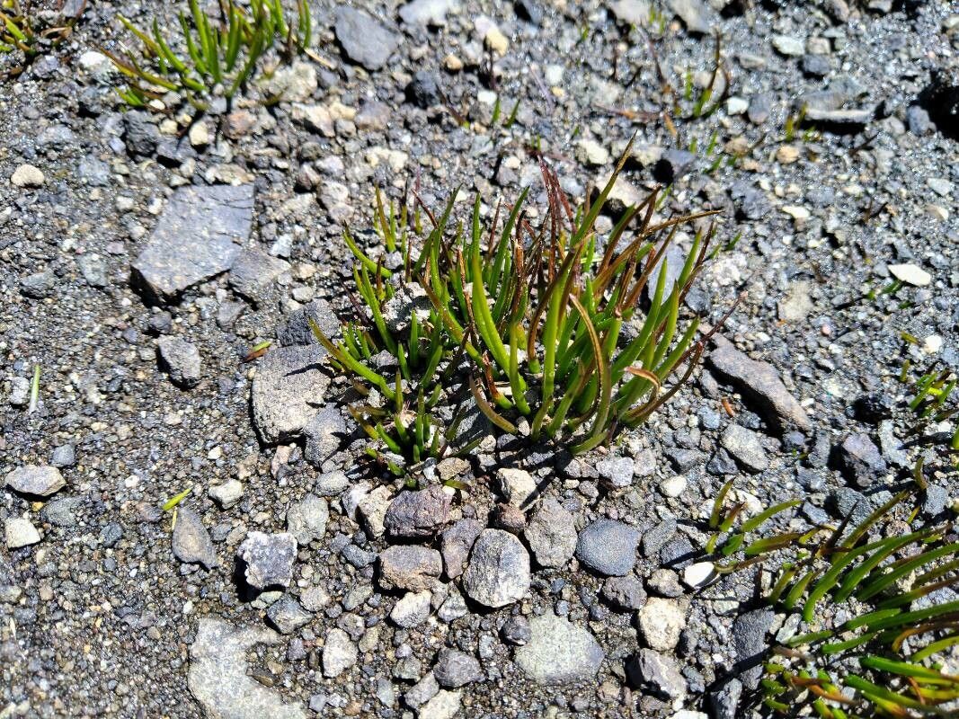 Isoetes storkii — search result for 'Isoetes'