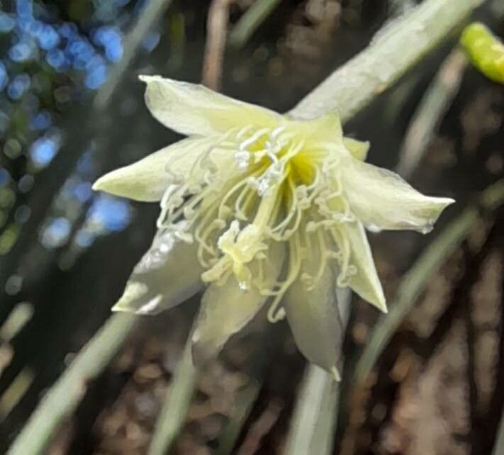 Lepismium lumbricoides flower