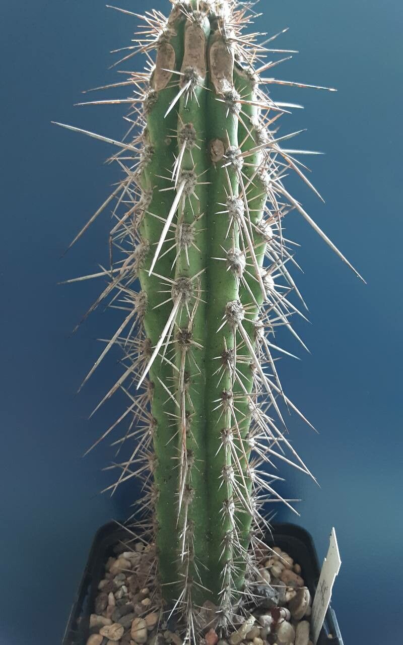 Eulychnia taltalensis leaf