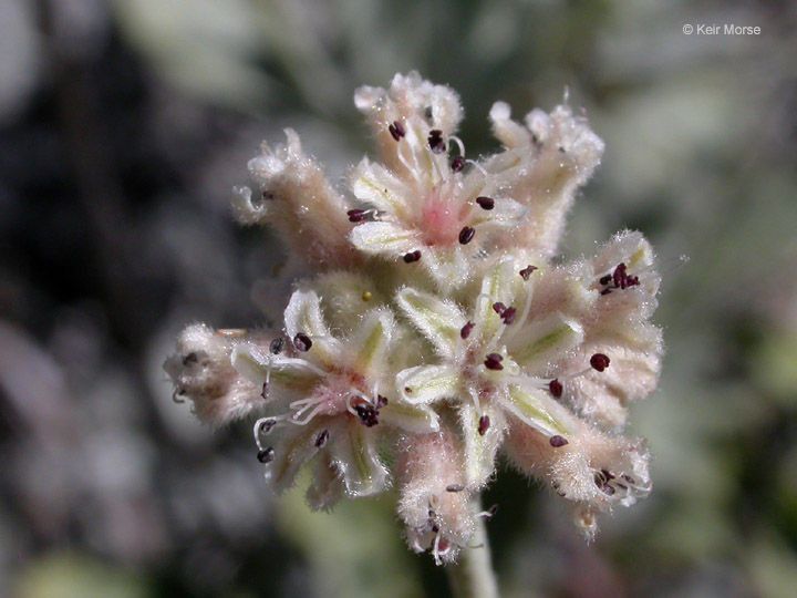 Eriogonum pendulum flower