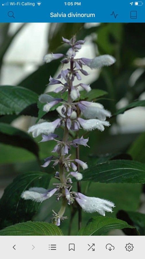 Salvia divinorum flower