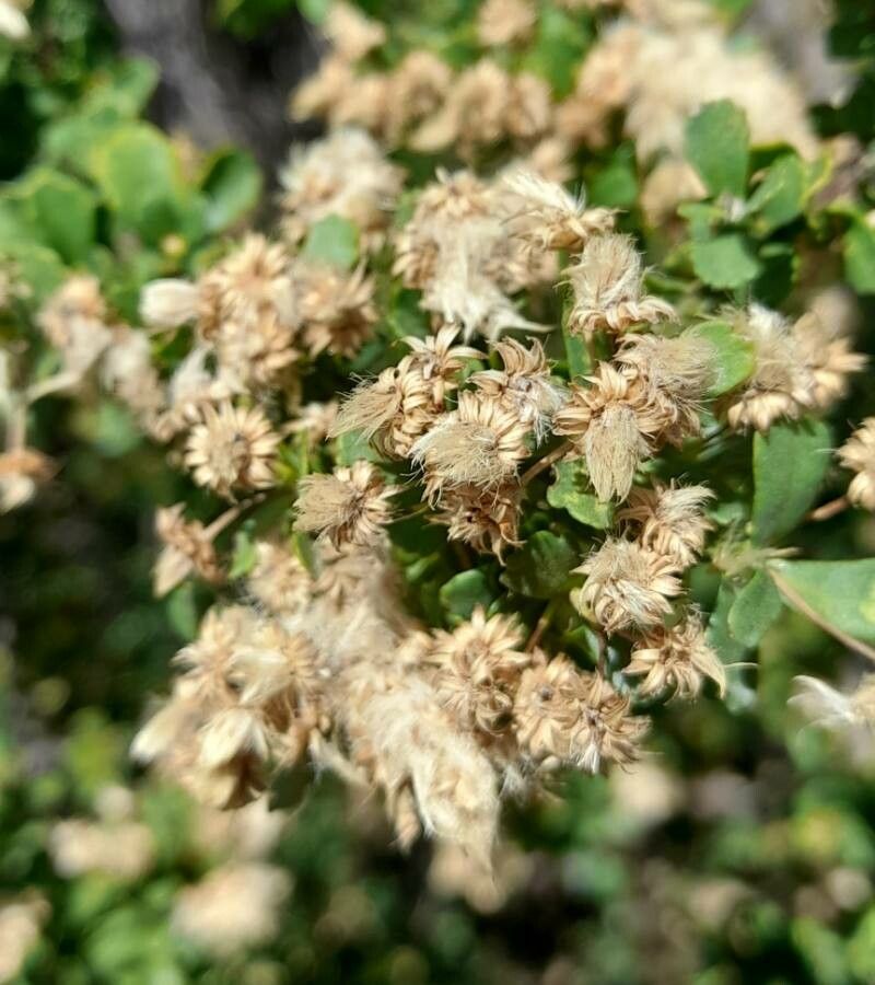 Baccharis obovata fruit