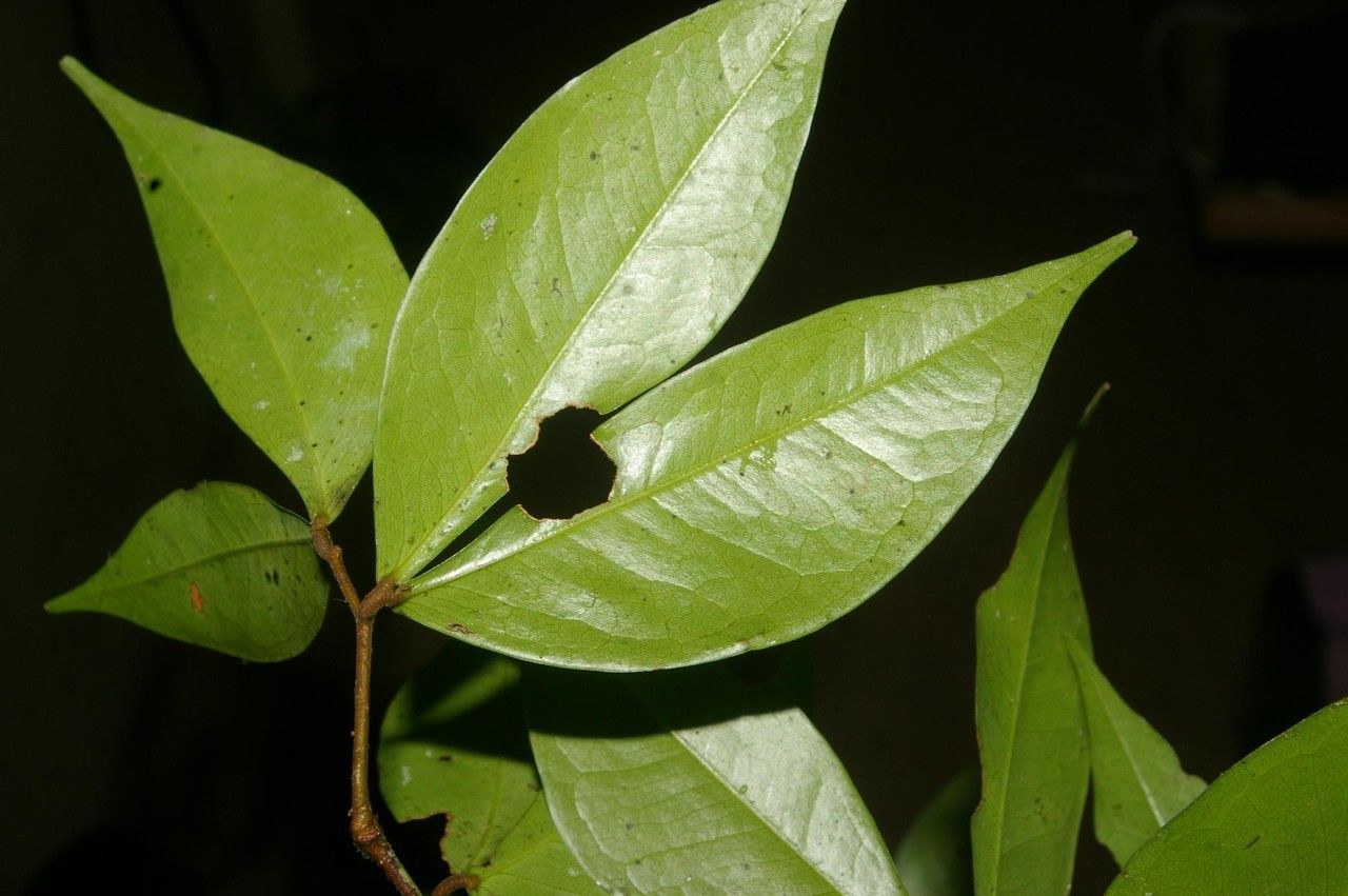 Zanthoxylum panamense leaf