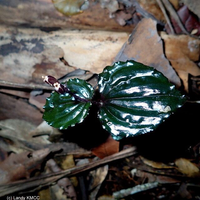 Liparis salassia — houseplant care guide