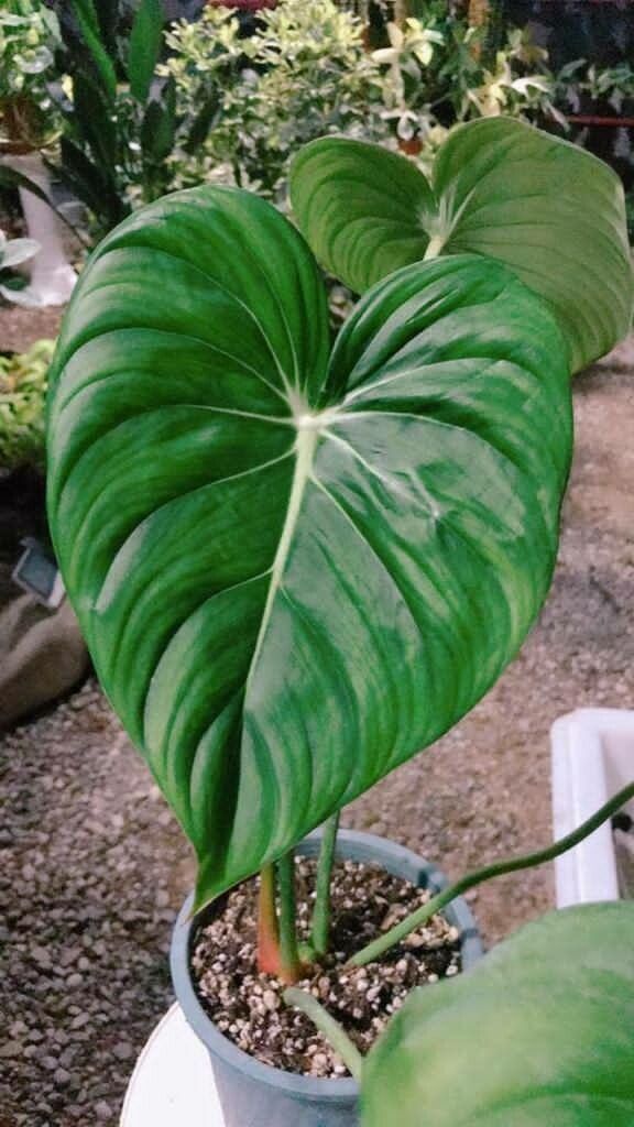 Philodendron pastazanum leaf