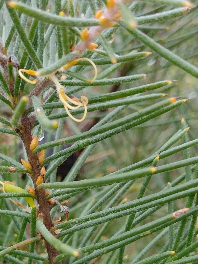 Hakea gibbosa — search result for 'Proteaceae'