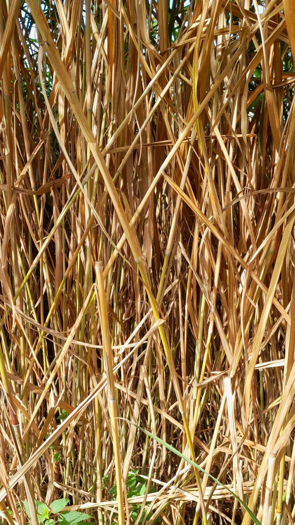Miscanthus × giganteus bark