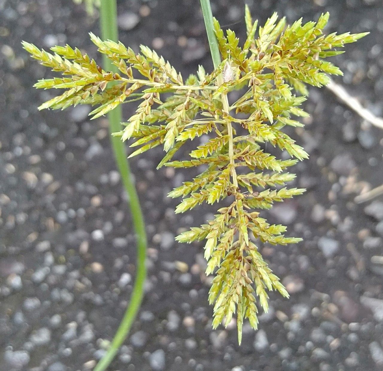 Cyperus microiria fruit