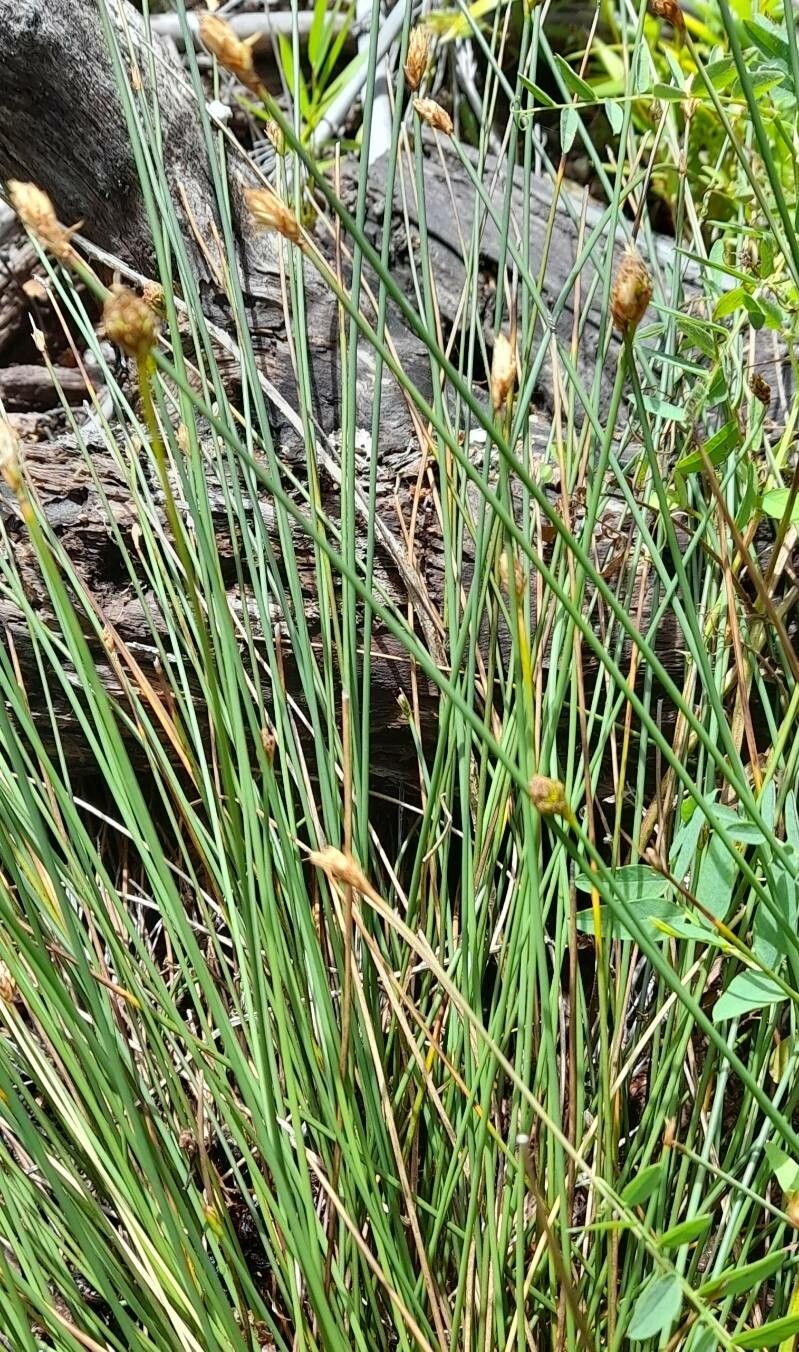 Carex aphylla habit