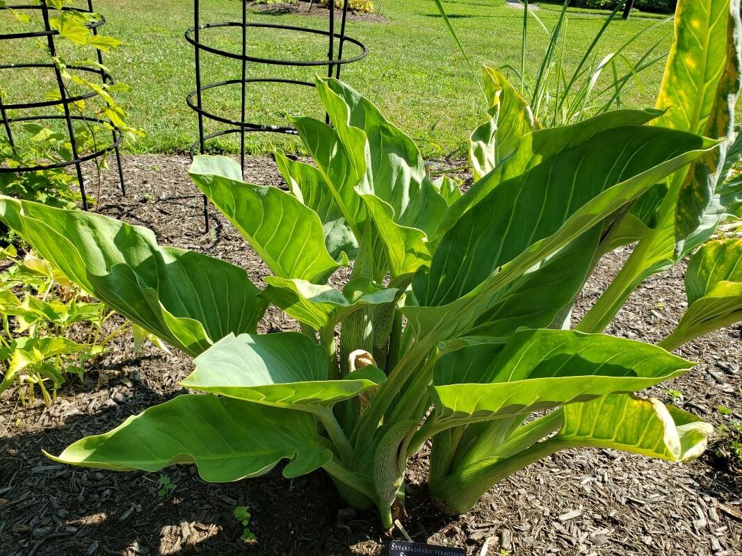 Synandrospadix vermitoxicus habit