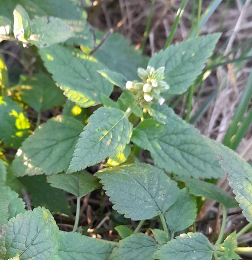 Teucrium vesicarium habit