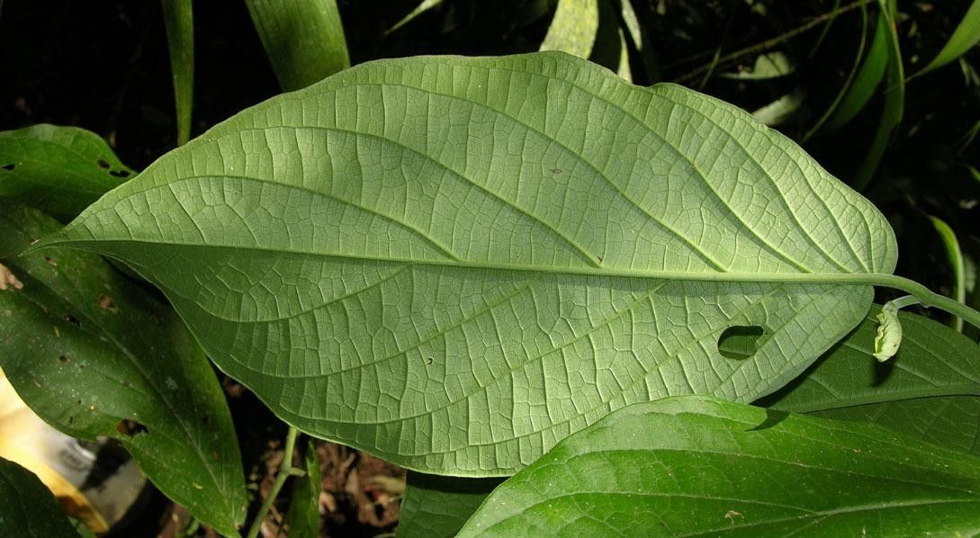 Piper peracuminatum leaf