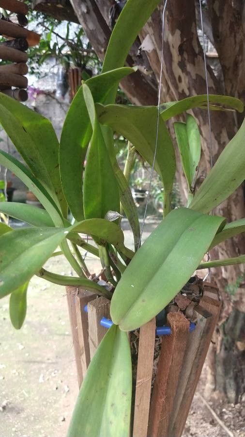 Cattleya × albanensis — search result for 'Cattleya'