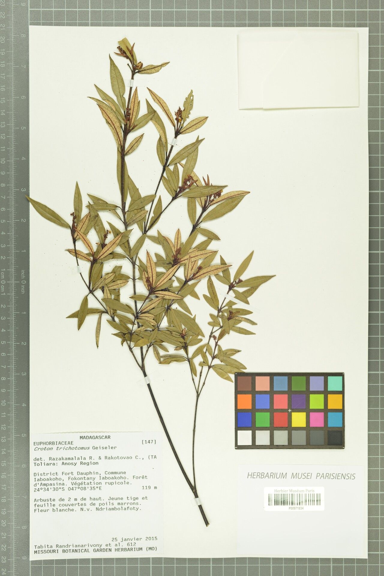 Croton trichotomus — houseplant care guide