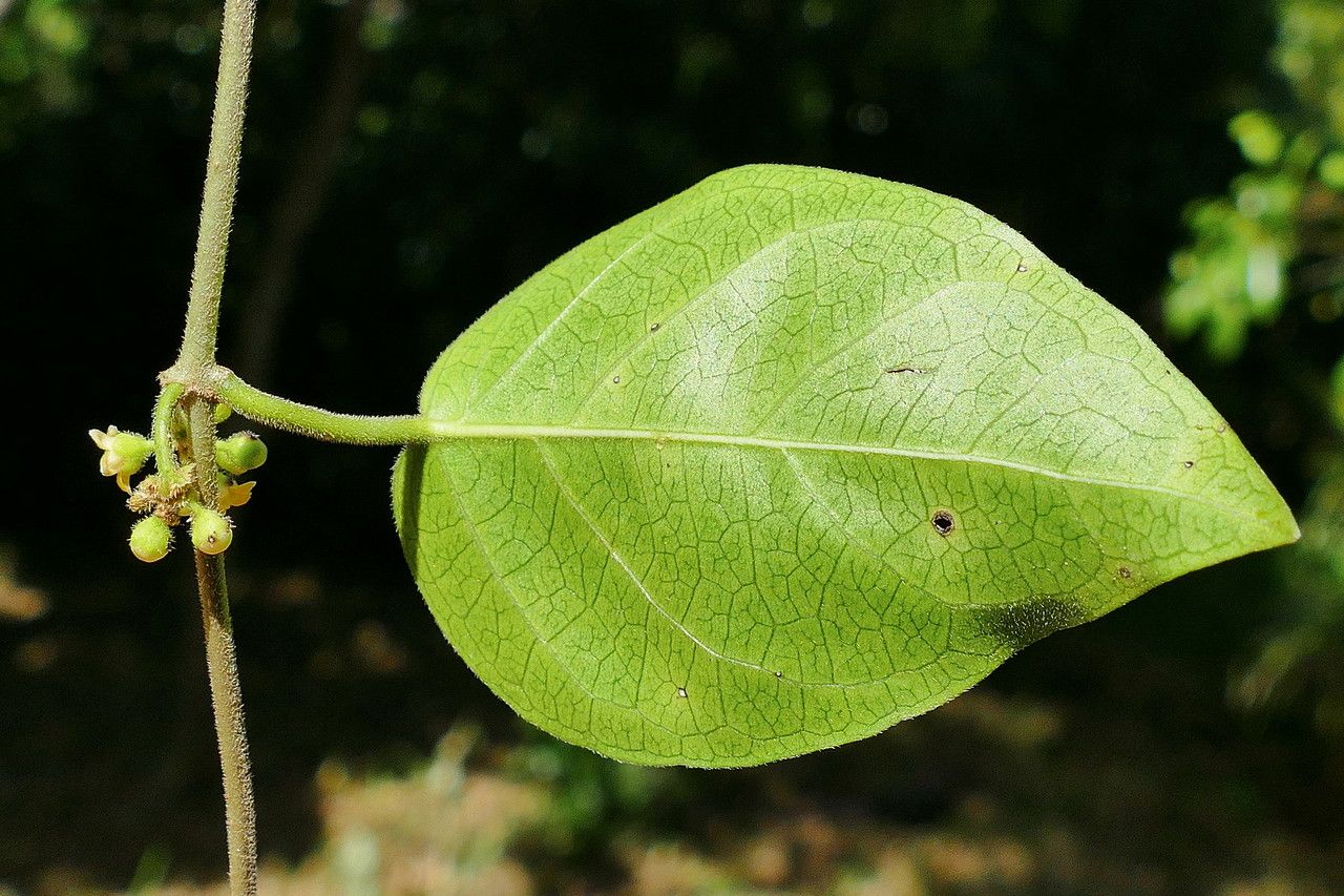 Gymnema tricholepis leaf