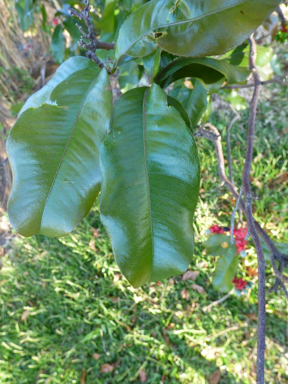 Ochna ciliata — houseplant care guide