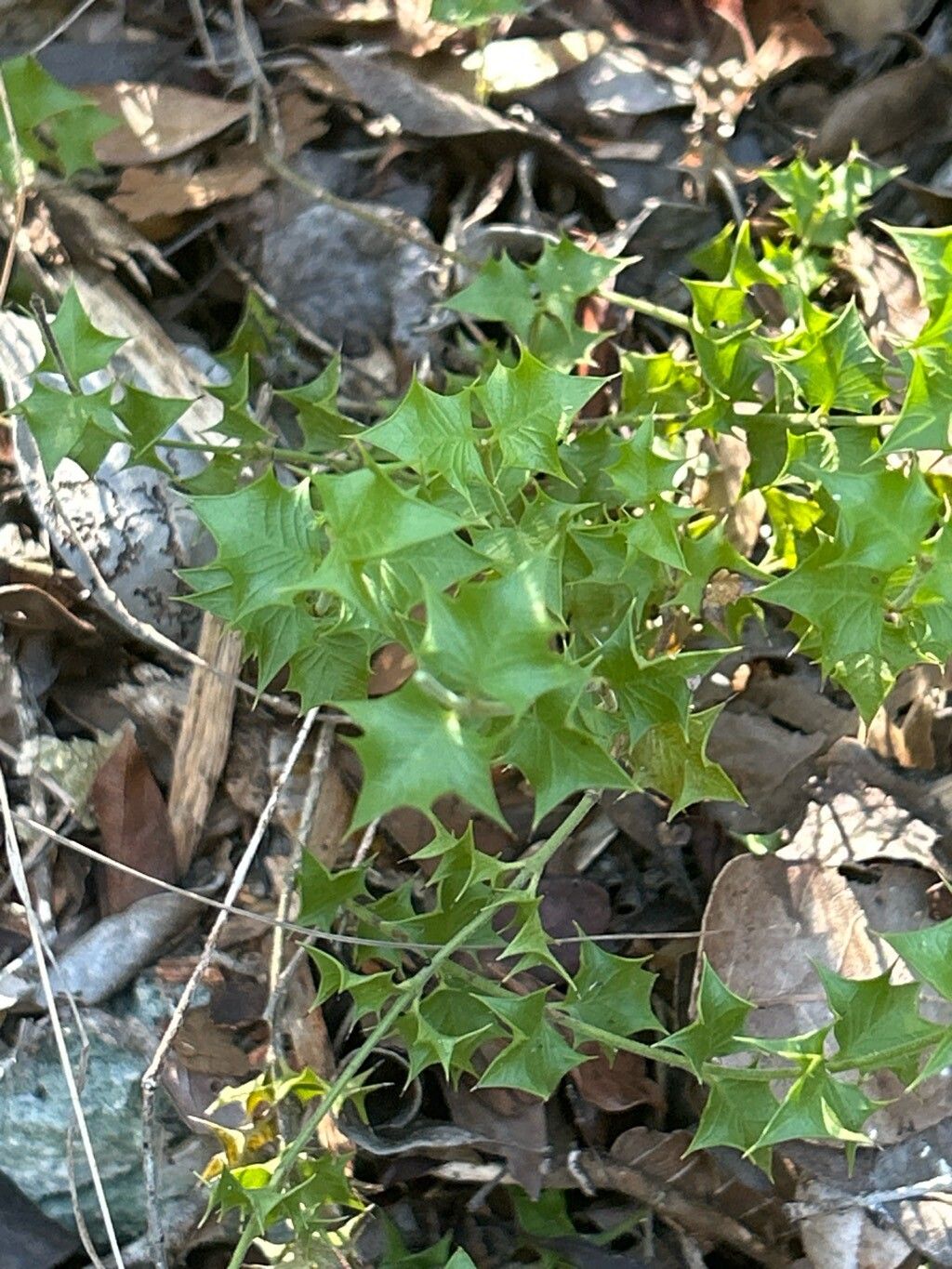 Crossopetalum aquifolium leaf