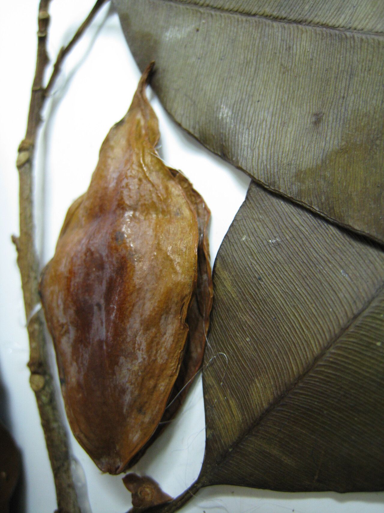 Micropholis acutangula other