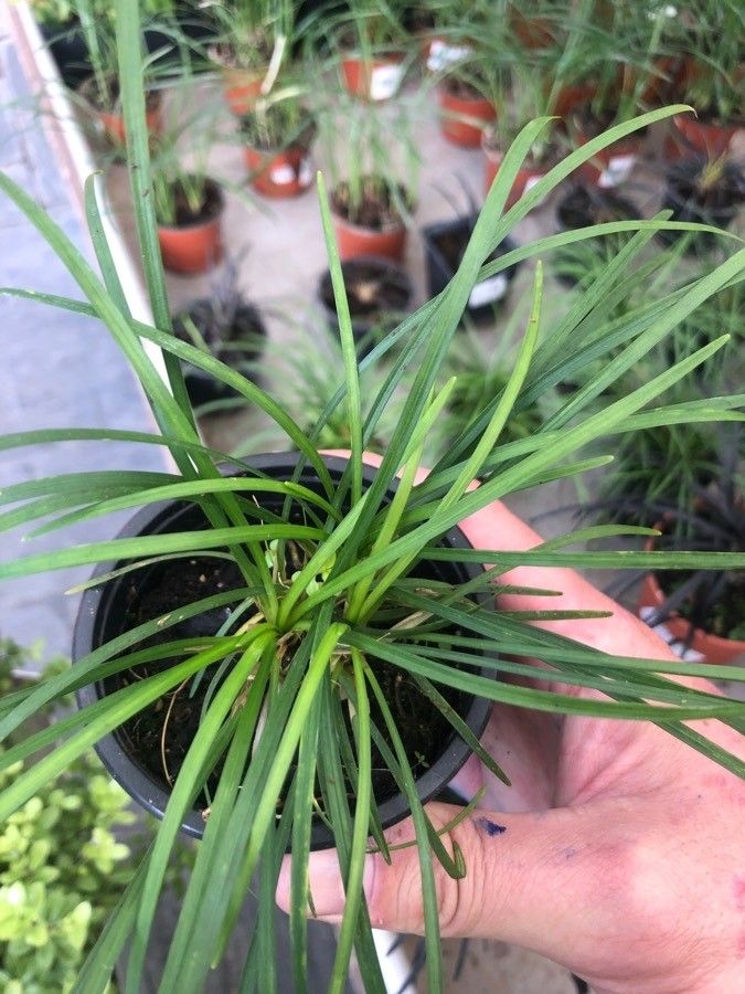 Ophiopogon japonicus — salt tolerant houseplant