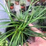 Ophiopogon japonicus