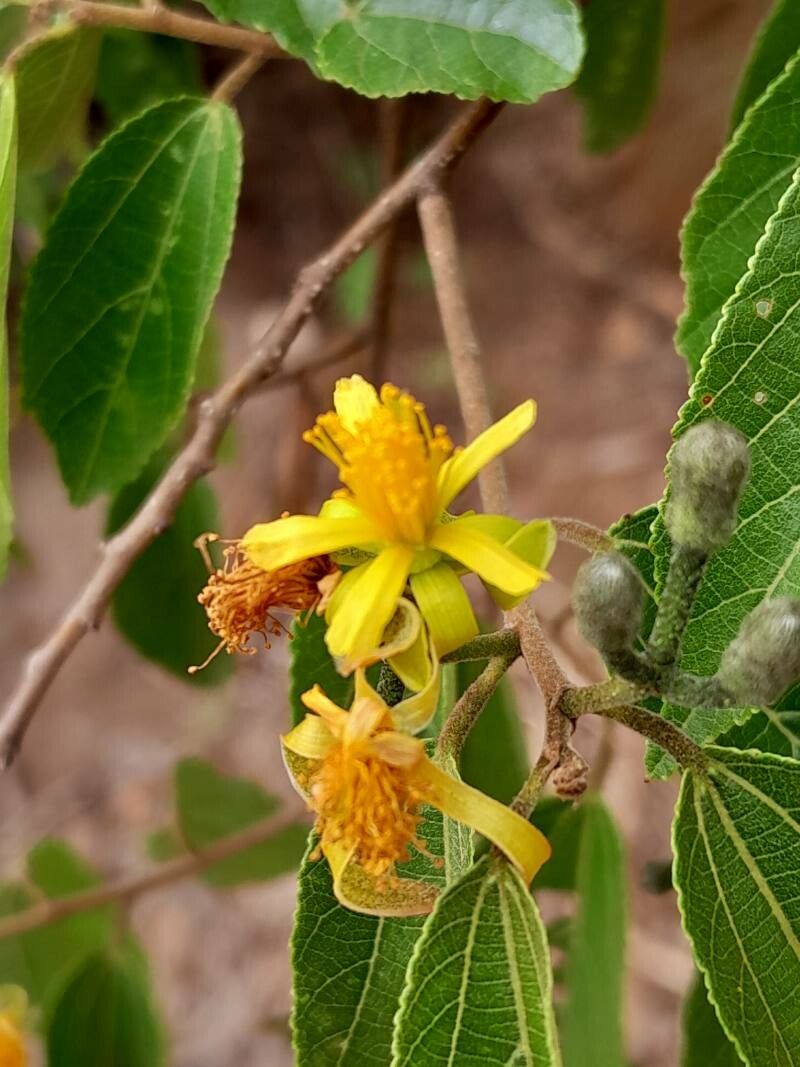 Grewia rhomboides flower