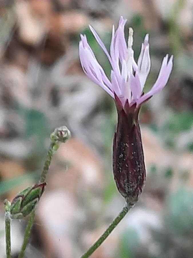 Crupina vulgaris flower