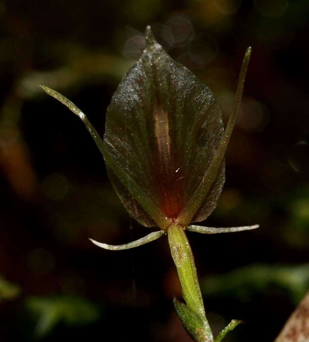 Acianthus tenellus fruit