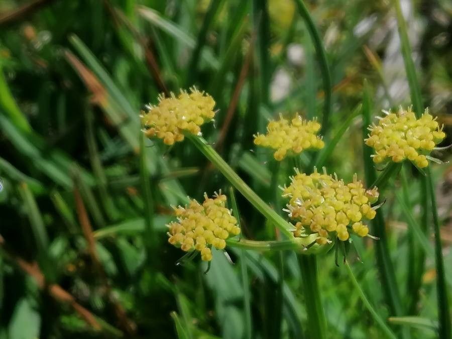 Angelica pyrenaea flower