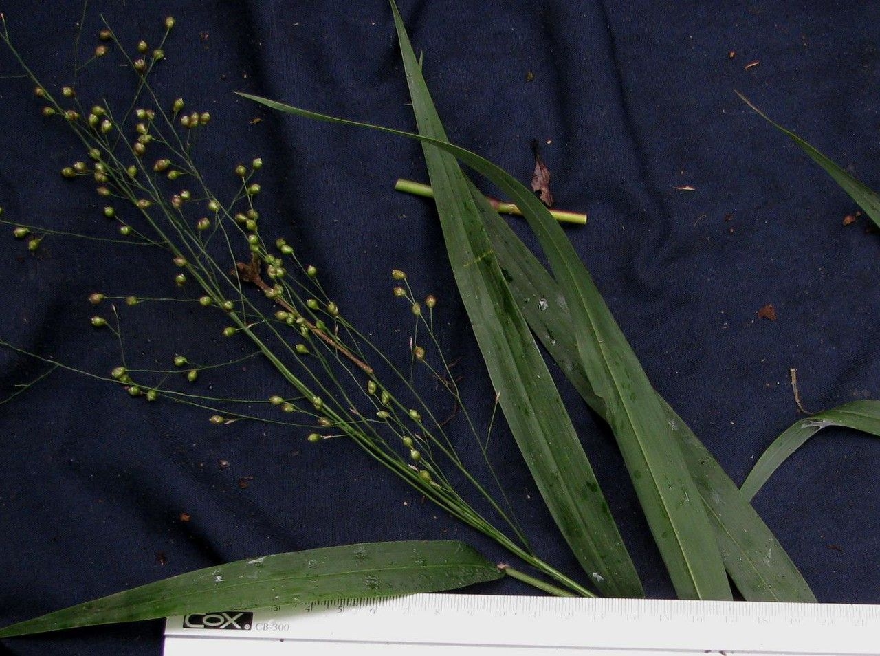 Lasiacis linearis other