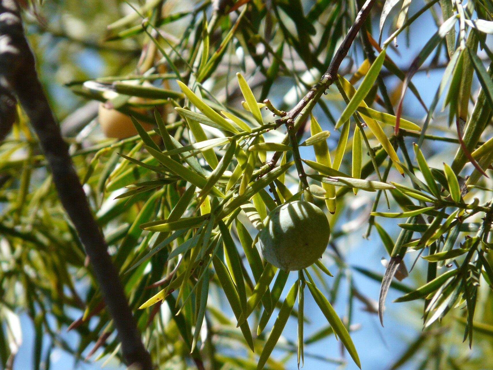 Afrocarpus usambarensis fruit