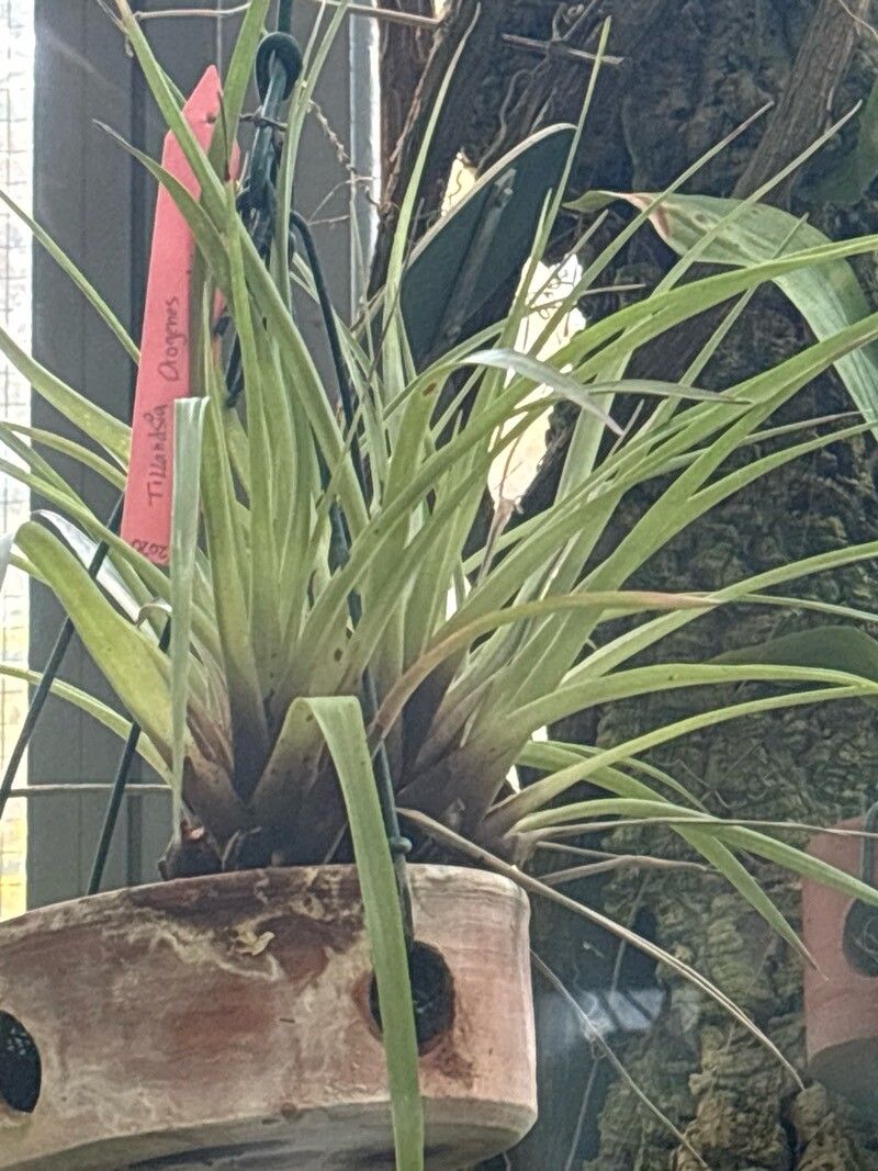 Tillandsia orogenes — houseplant care guide
