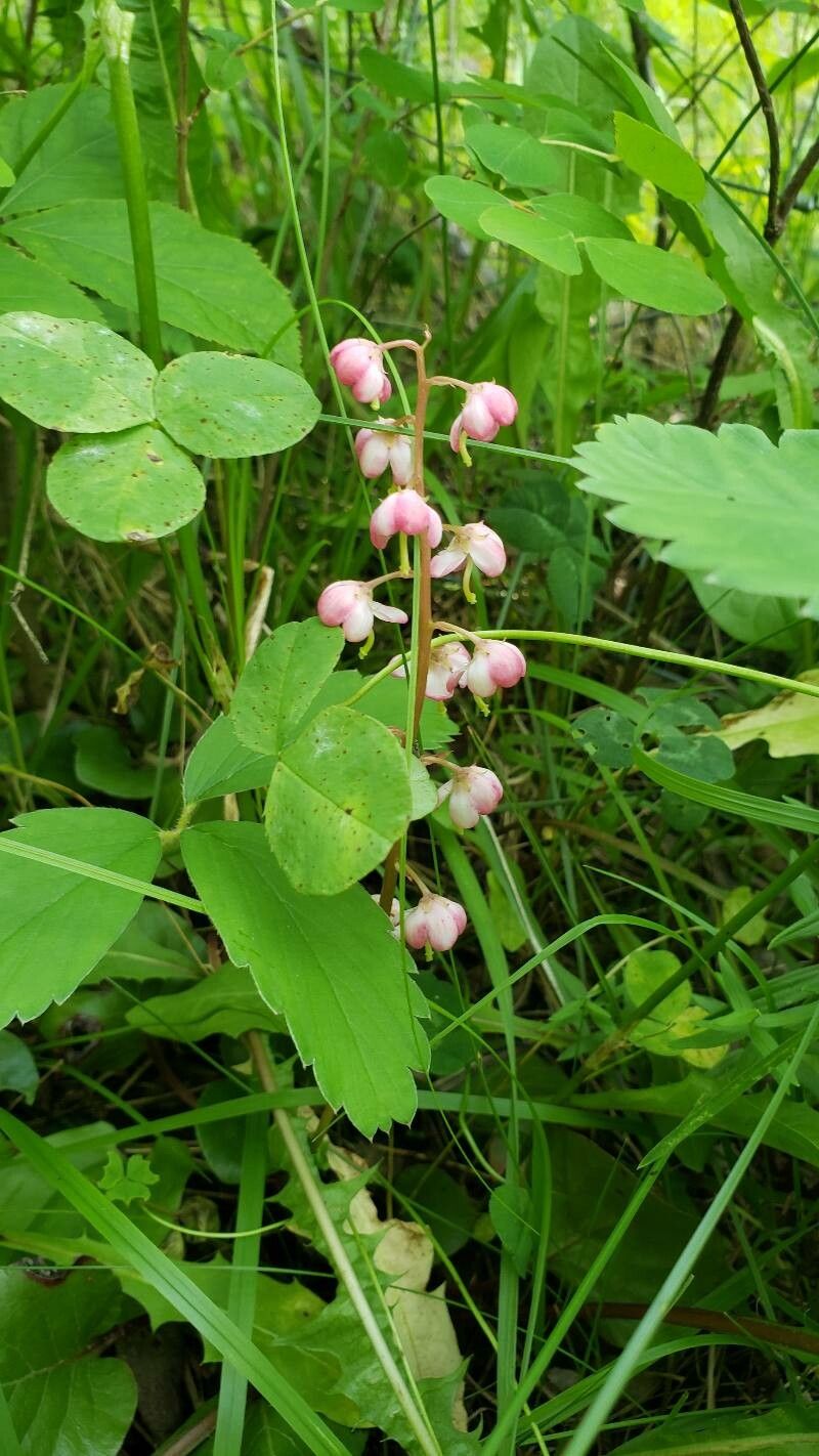 Pyrola asarifolia flower