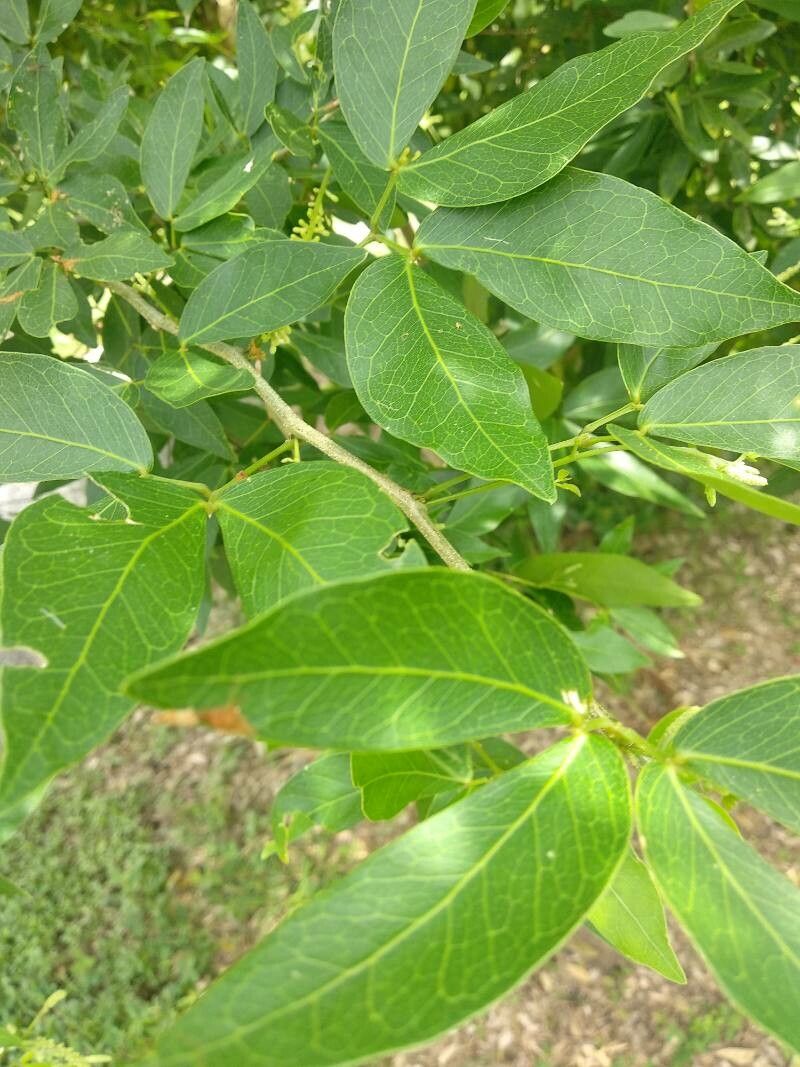 Pithecellobium unguis-cati leaf