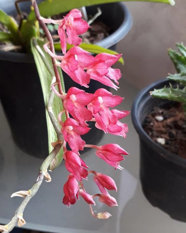 Rodriguezia lanceolata flower