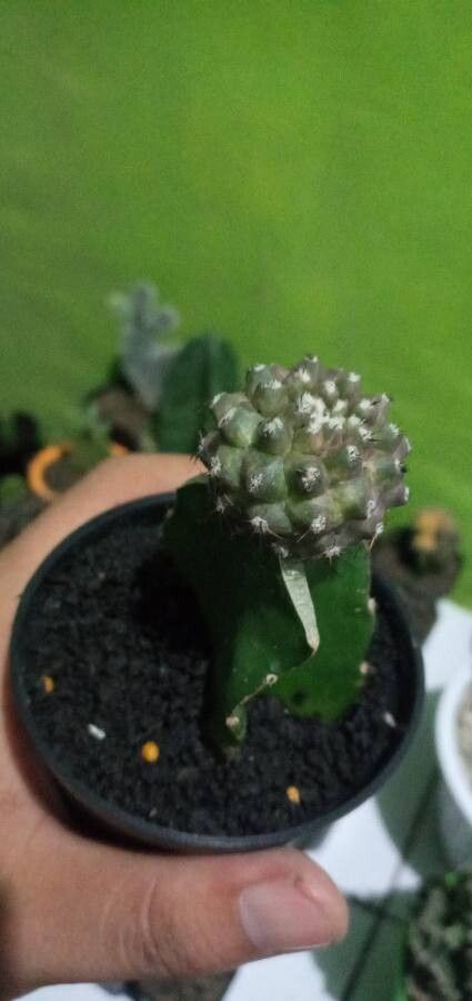 Copiapoa leonensis — houseplant care guide
