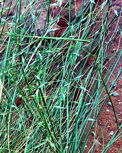 Eriocoma hymenoides — search result for 'Stipa'