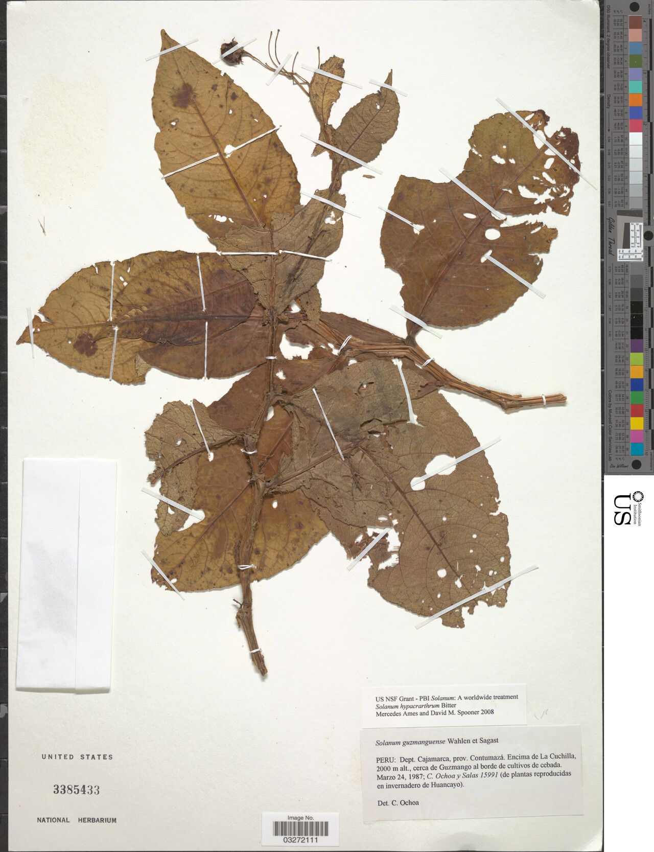 Solanum hypacrarthrum — houseplant care guide