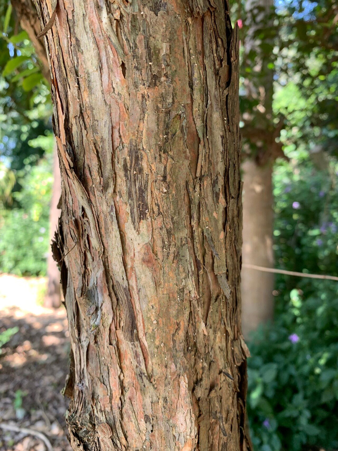 Campomanesia sessiliflora bark
