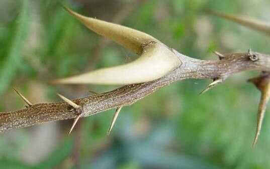 Vachellia sphaerocephala bark