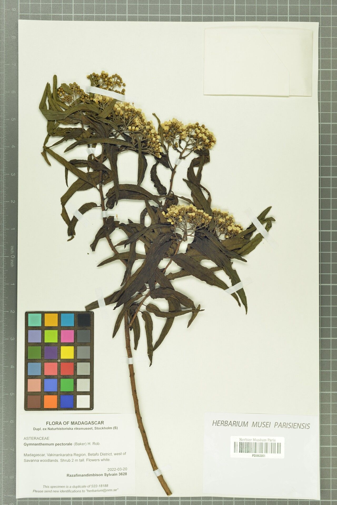 Gymnanthemum pectorale — houseplant care guide