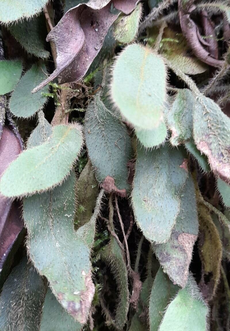Elaphoglossum piloselloides habit