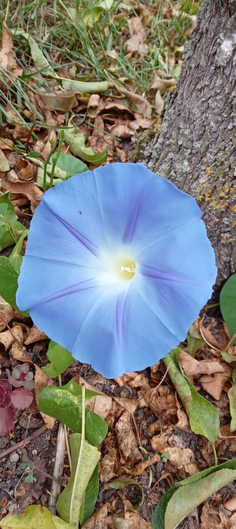 Ipomoea tricolor flower