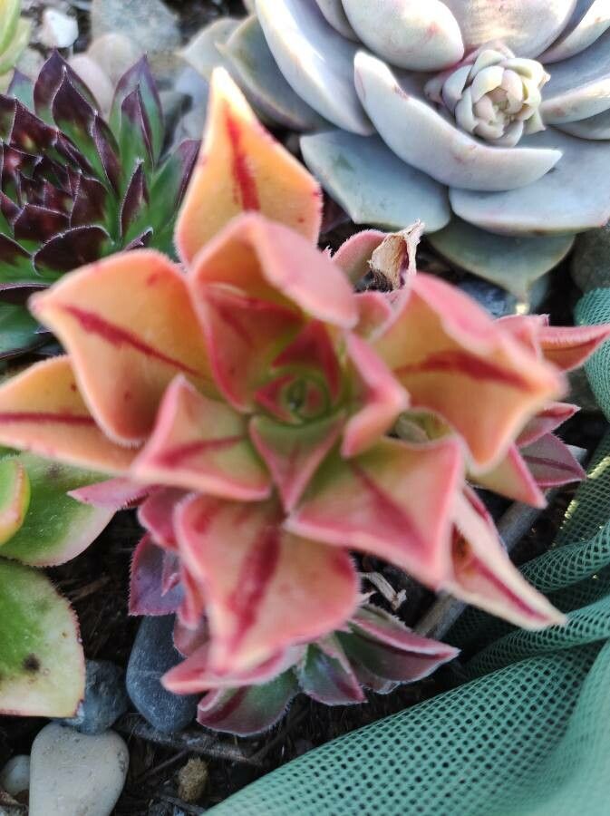 Aeonium leucoblepharum flower