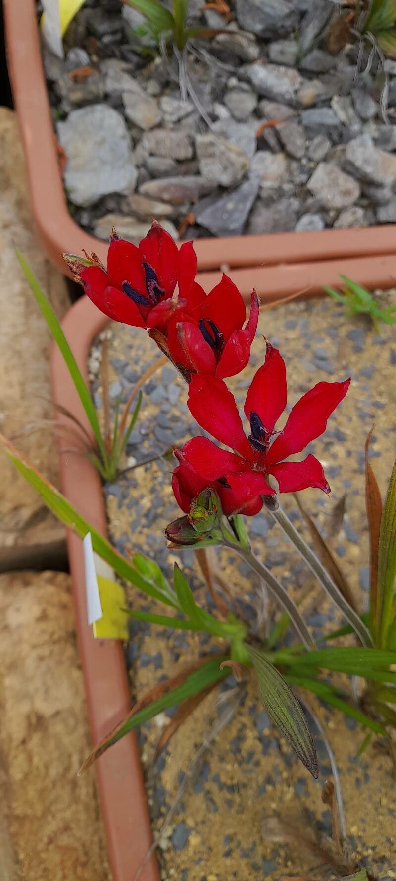 Babiana villosa — houseplant care guide