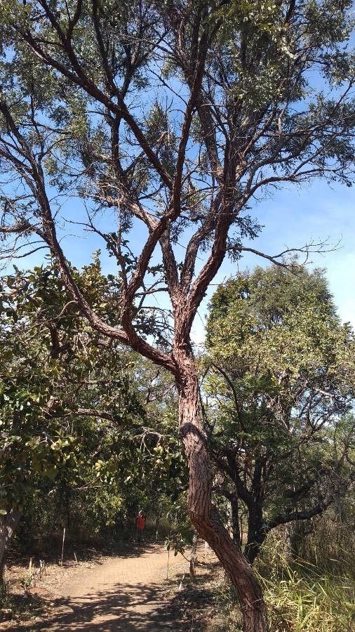 Machaerium opacum — houseplant care guide